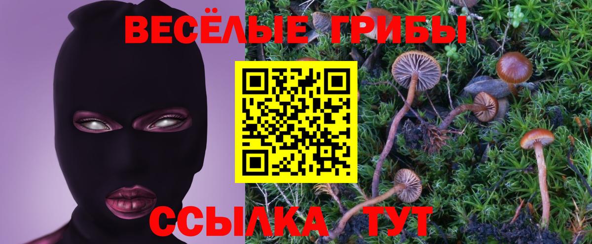 Галлюциногенные грибы Psilocybe  Вход с VPN  Старая Купавна 